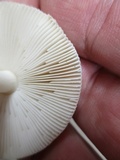 Amanita praecox image