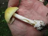 Amanita praecox image