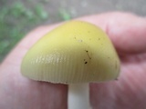 Amanita praecox image