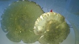 Russula virescens image