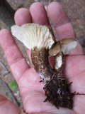 Lactarius gerardii image