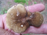 Lactarius gerardii image