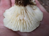 Lactarius gerardii image