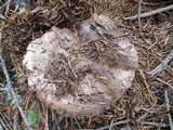 Russula dissimulans image