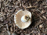 Russula crustosa image