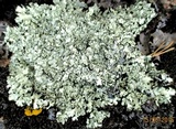 Xanthoparmelia coloradoensis image