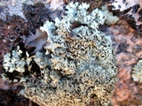 Xanthoparmelia coloradoensis image