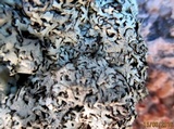 Xanthoparmelia coloradoensis image