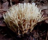 Tremellodendron schweinitzii image