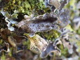 Abrothallus welwitschii image