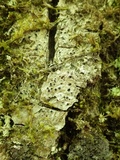 Acrocordia gemmata image