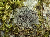 Fuscopannaria mediterranea image