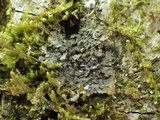 Fuscopannaria mediterranea image