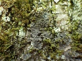 Fuscopannaria mediterranea image