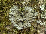 Degelia atlantica image