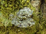 Degelia atlantica image