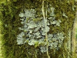 Degelia cyanoloma image