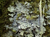 Degelia cyanoloma image