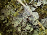 Degelia cyanoloma image