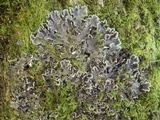 Peltigera praetextata image
