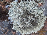 Xanthoparmelia cumberlandia image