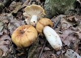 Russula grata image