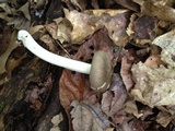 Megacollybia rodmanii image