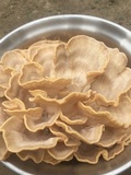 Meripilus sumstinei image