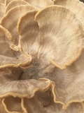 Meripilus sumstinei image