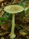 Amanita brunnescens image