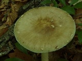 Amanita brunnescens image