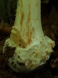 Amanita brunnescens image