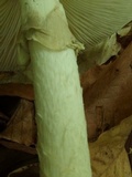Amanita brunnescens image