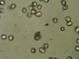 Amanita brunnescens image