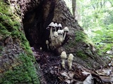 Coprinopsis variegata image