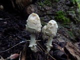 Coprinopsis variegata image