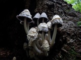 Coprinopsis variegata image