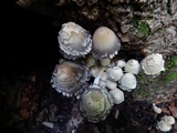 Coprinopsis variegata image