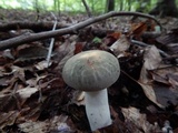 Russula parvovirescens image
