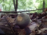 Russula parvovirescens image