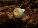 Russula parvovirescens image