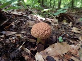 Xerocomus hortonii image