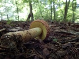 Xerocomus hortonii image