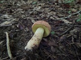 Xerocomus hortonii image