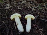 Xerocomus hortonii image