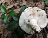 Russula crustosa image
