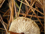 Gymnopus acervatus image