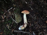 Aureoboletus auriporus image