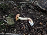 Aureoboletus auriporus image