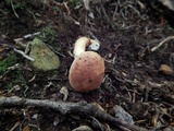 Aureoboletus auriporus image